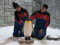 Di Ski Dubai, turis juga bisa memeluk dan mengelus penguin. Ada 24 penguin di sana dan mereka jinak-jinak. Menggemaskan! (Ine/detikTravel)