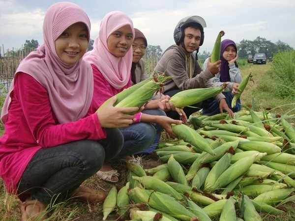 Mentan Restui Jual Murah Jagung Impor Lewat Bulog