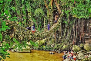 Jembatan Akar Berumur 100 Tahun di Sumbar
