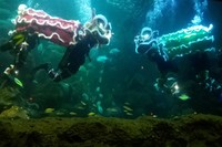 Tanggal 6-8 Februari 2016 akan ada Feeding Show Bersama Barongsai di tanki utama SeaWorld, Ancol, Jakarta. Acara dimulai dengan pemberian makan ikan, kemudian 9 penyelam terlatih akan menampilkan atraksi barongsai (Kurnia/detikTravel)