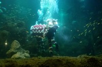 Awalnya, 1 barongsai dengan mata menyala akan hadir. Ia kemudian mulai meliuk-liuk di dalam air bersama ikan-ikan kecil yang bergerombol. Musik oriental yang dimainkan pun membuat atraksi semakin seru (Kurnia/detikTravel)