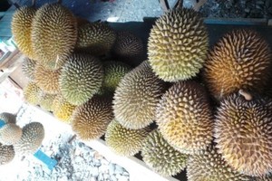 Nonton Gerhana Sambil Makan Durian di Pantai Talise, Palu
