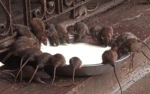 Ada Kuil Tikus di India
