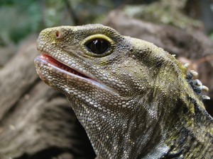 Bukan Komodo, Ini Kadal dari Zaman Dinosaurus di Selandia Baru