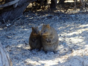 Liburan di Australia, Wajib Selfie Bareng Quokka!