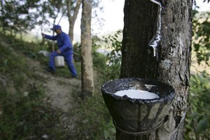 Investasi Asing di Industri Karet Naikkan Harga di Tingkat Petani
