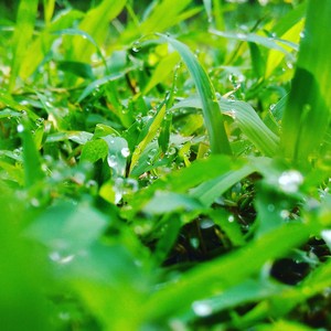 Rumput segar embun pagi