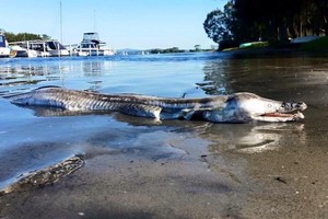 Traveler Temukan Makhluk Aneh Terdampar di Pantai Australia
