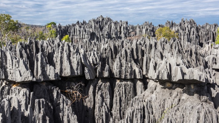 Hutan Pisau yang Ajaib di Madagaskar