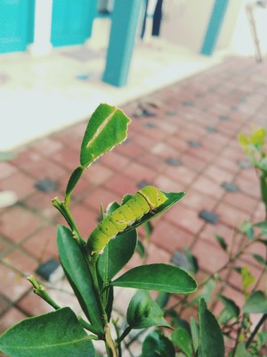ulat bulu