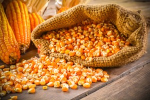 Dengan Bioteknologi Indonesia Bisa Stop Impor Jagung