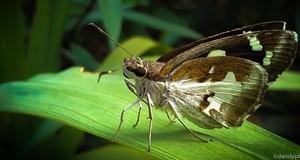 Lonely Butterfly