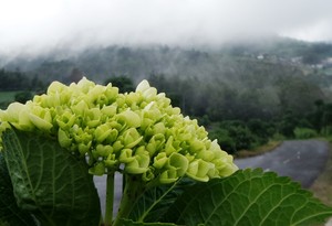 Midori no Hana