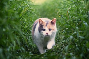 Kucing Buta yang Senang Hiking Ini Bisa Jadi Inspirasi Kamu