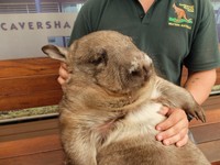 Dari sederet hewan khas Australia, dua yang paling terkenal adalah kanguru dan koala. Padahal, masih banyak hewan endemik lainnya yang tak kalah unik dan menggemaskan. Quokka, emu, dan wombat misalnya (Sastri/detikTravel)