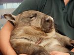 Wombat, Si Jelek Nan Menggemaskan dari Australia