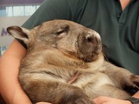 Ada beberapa wombat yang hidup di Caversham Wildlife Park, namun hanya satu yang boleh dipegang dan difoto wisatawan. Pada jam-jam kandang dibuka, petugas menggendong si wombat dan pengunjung boleh berfoto di sebelahnya (Sastri/detikTravel)