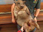 Wombat, Si Jelek Nan Menggemaskan dari Australia