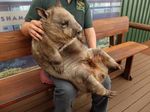 Wombat, Si Jelek Nan Menggemaskan dari Australia