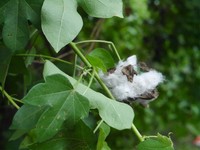 Di sekitar bangunan sentra tenun ikat ini, ada pekarangan yang ditumbuhi aneka tanaman yang dapat dimanfaatkan untuk pembuatan tenun. Misalnya saja kapas, para penenun bisa memanen kapas dari kebun kemudian memintalnya menjadi benang (Kurnia/detikTravel)