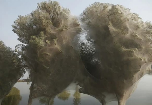 Cerita Pohon Hantu di Pakistan