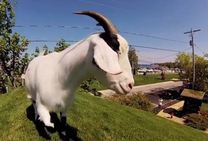Satu-satunya di Dunia, Restoran Pelihara kambing di Atas Atap