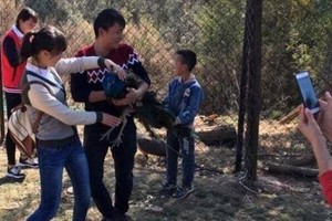 Turis China Berulah Lagi, Merak Ditangkap & Diajak Selfie Sampai Mati
