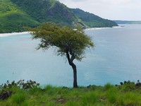 Terus mendaki ke atas, tibalah di spot ini. Dari dekat pohon itu pemandangan Pantai Lingal akan semakin jelas (Kurnia/detikTravel)