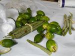 Buah Pinang, Rahasia Gigi Kuat Orang Alor