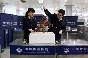 Traveler China Kedapatan Bawa Lobster Hidup ke Bagasi Pesawat