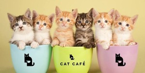 Suka Kucing dan Mau Dibayar Rp. 100 Ribu per Jam? Jadilah Pegawai Kafe Ini
