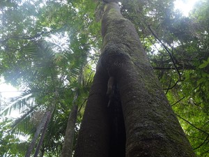 Pohon di Australia yang Mirip Alat kelamin Pria