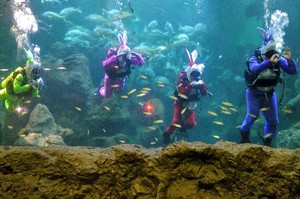 Sambut Long Weekend Paskah, SeaWorld Gelar Diving Rabbit Show