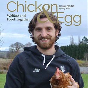 Ayam-Ayam Joe Allen