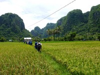 Sawah yang luas juga ada di sela pegunungan karst. Traveler bisa berjalan di jalan setapak yang dihimpit persawahan (Kurnia/detikTravel)