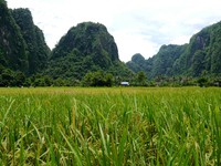 Selain pegunungan karst yang tinggi menjulang, pemandangan sawah yang subur menjadi daya tarik sendiri di sini. Suasana yang tenang dan asri juga membuat traveler senang wisata kemari (Kurnia/detikTravel)