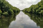 Hijaunya Hutan Mangrove di Utara Jakarta