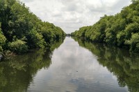 Kesejukan hutan mangrove dari beberapa jenis tanaman bakau langsung terasa. Suasananya pun mirip seperti hutan Amazon di Brasil (Wahyu/detikTravel)