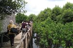 Hijaunya Hutan Mangrove di Utara Jakarta