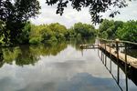 Hijaunya Hutan Mangrove di Utara Jakarta