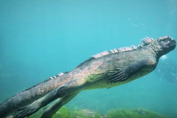 Ketika Penyelam Berenang Bareng Godzilla di Kepulauan Galapagos