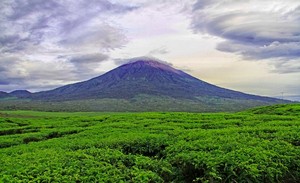 Kebun Teh di Jambi, Tertua di Indonesia & Tertinggi Kedua di Dunia