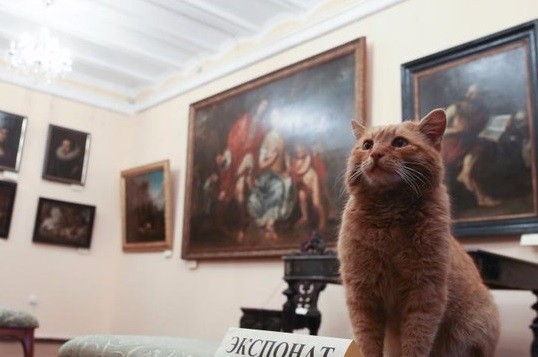 Gemas! Museum di Rusia Pekerjakan Kucing Sebagai Penjaga Pintu