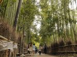 Hutan Bambu Favorit Turis di Jepang