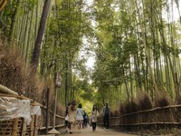 Area hutan memiliki jalur yang cukup lebar untuk jalan kaki dan naik sepeda. Walaupun hampir setiap hari ramai turis, jalanan di hutan tetap bersih dari sampah (Kurnia/detikTravel)