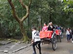 Hutan Bambu Favorit Turis di Jepang