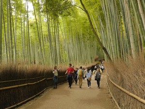 Ini Dia Hutan Bambu Paling Hits di Jepang
