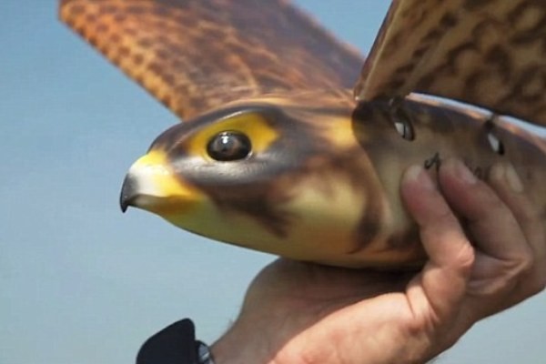 Halau Burung, Bandara Jerman Siapkan Robot Berbentuk Burung