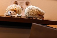 Kafe landak mini di Jepang ini bernama Harry Cafe. Menurut pengelolanya, nama Harry ini merupakan pelesetan dari Harinezumi, sebutan bagi landak mini dalam bahasa Jepang (Thomas Peter/Reuters)