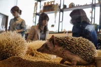 Semua landak mini yang ada di Kafe Harry tampak lucu dan menggemaskan. Meski sangat imut dan bersahabat, namun traveler mesti tetap berhati-hati dengan durinya yang tajam dan mungkin bisa melukai tangan (Thomas Peter/Reuters)